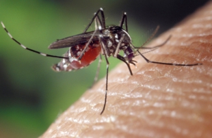 様々なウイルス疾患を媒介するヤブ蚊