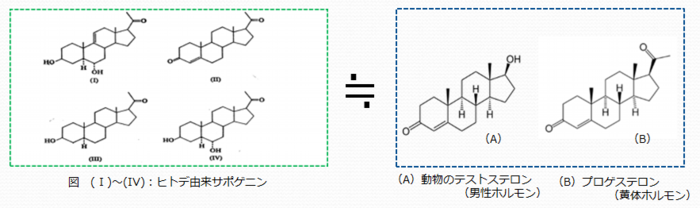 ヒトデ体液の化学構造と性ホルモンの類似性